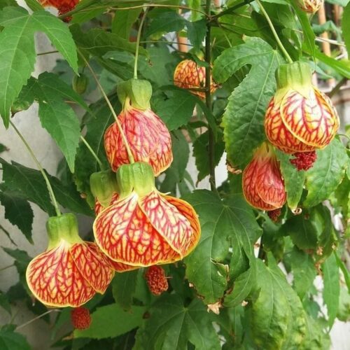 Abutilon Tiger – Lantern Hibiscus