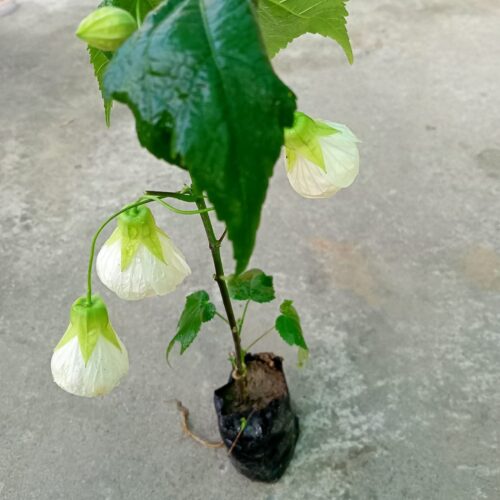 Abutilon White – Lantern Hibiscus