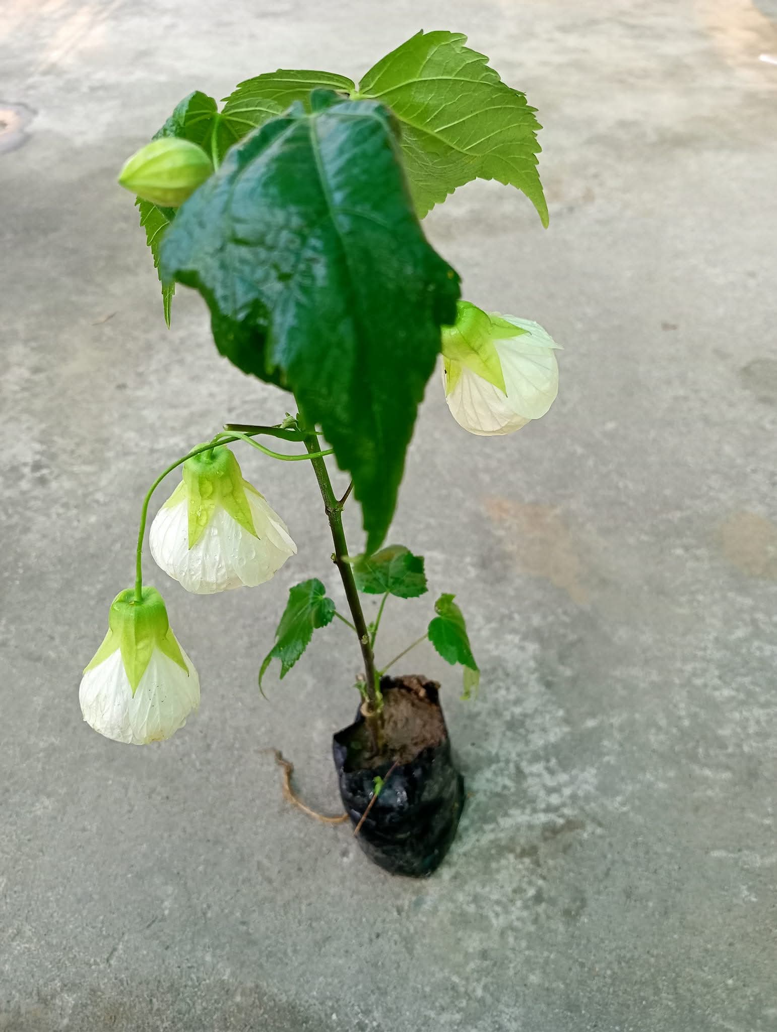 Abutilon White – Lantern Hibiscus