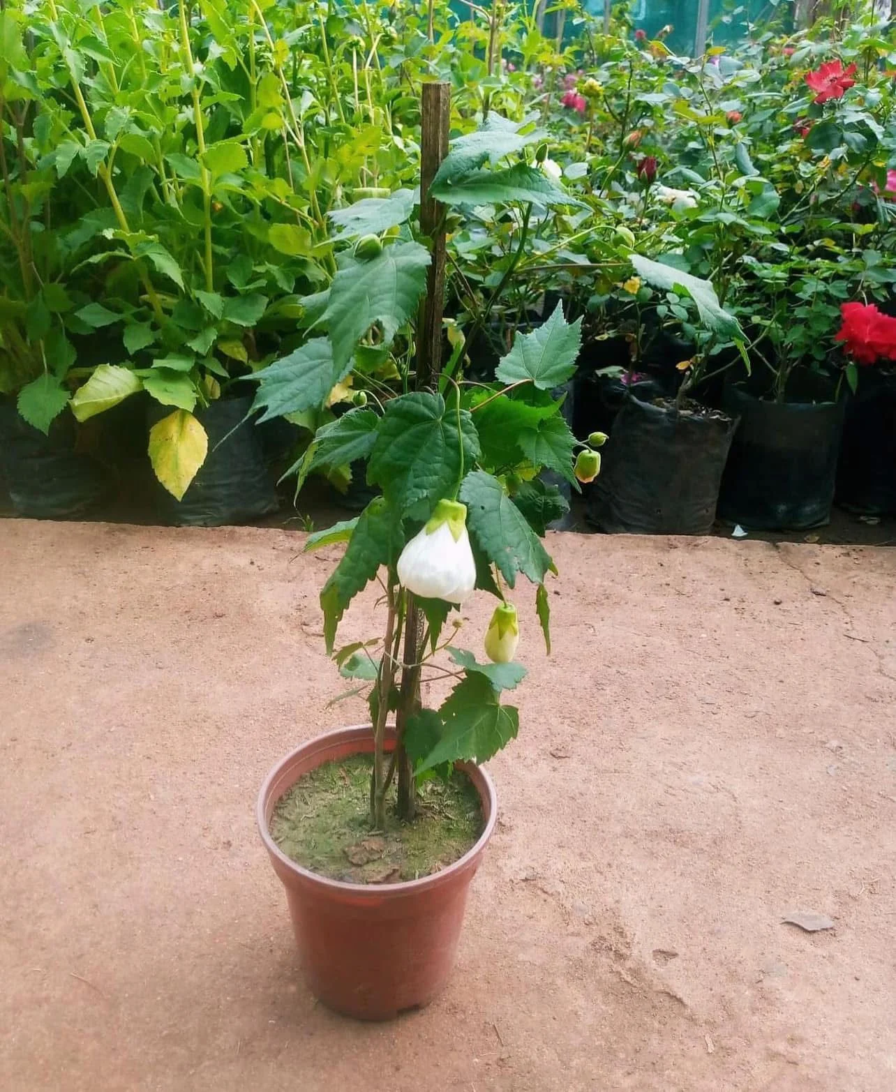 Abutilon White – Lantern Hibiscus