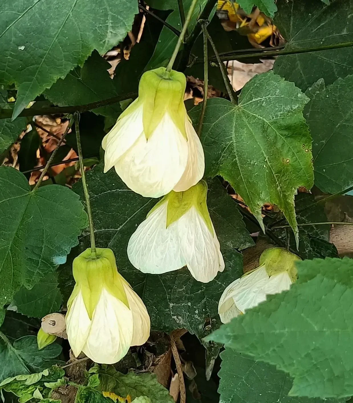 Abutilon White – Lantern Hibiscus