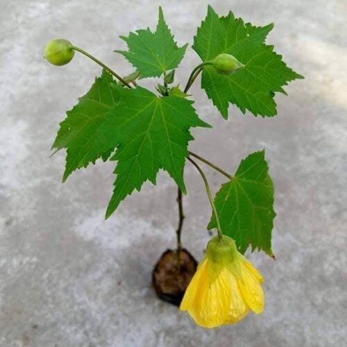 Abutilon Yellow – Lantern Hibiscus