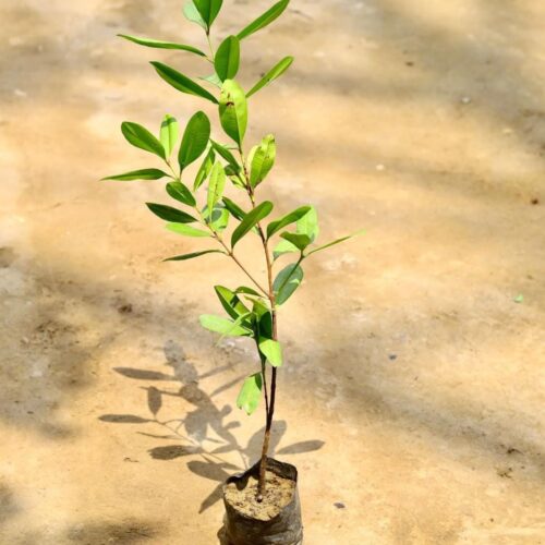 All Spice Plant