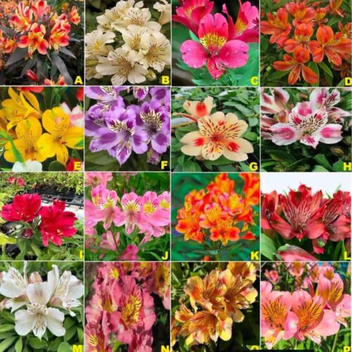 Alstroemeria Bulbs (Pack of 10)
