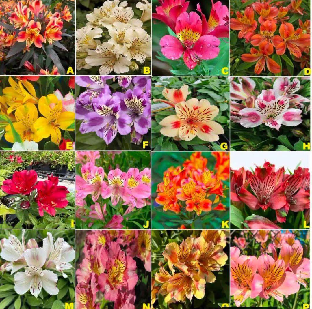 Alstroemeria Bulbs (Pack of 5)