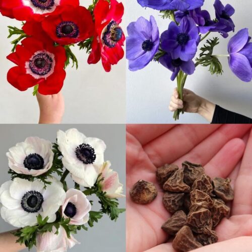 Anemone Peony Bulbs (Pack of 5)