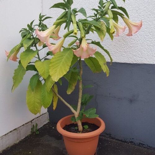 Angel Trumpet Pink