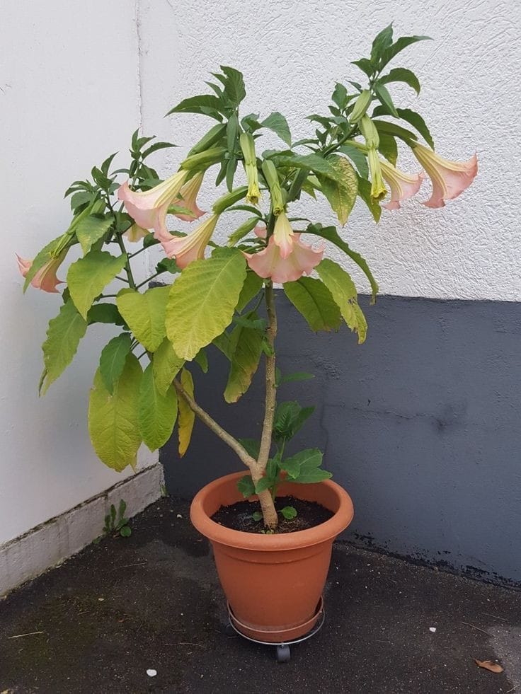 Angel Trumpet Pink