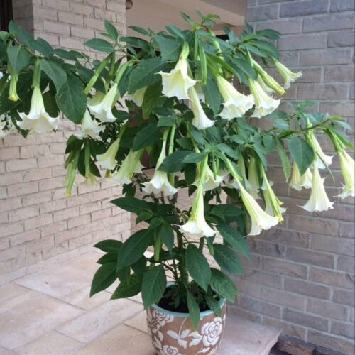 Angel Trumpet White