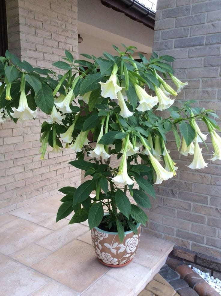 Angel Trumpet White