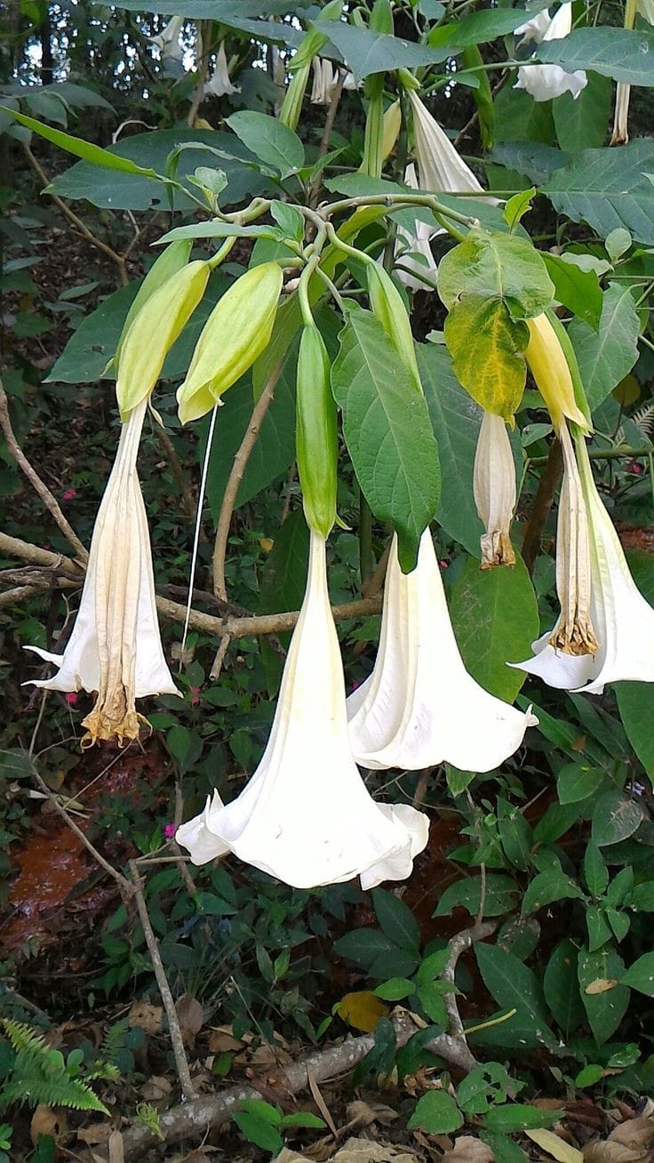 Angel Trumpet White