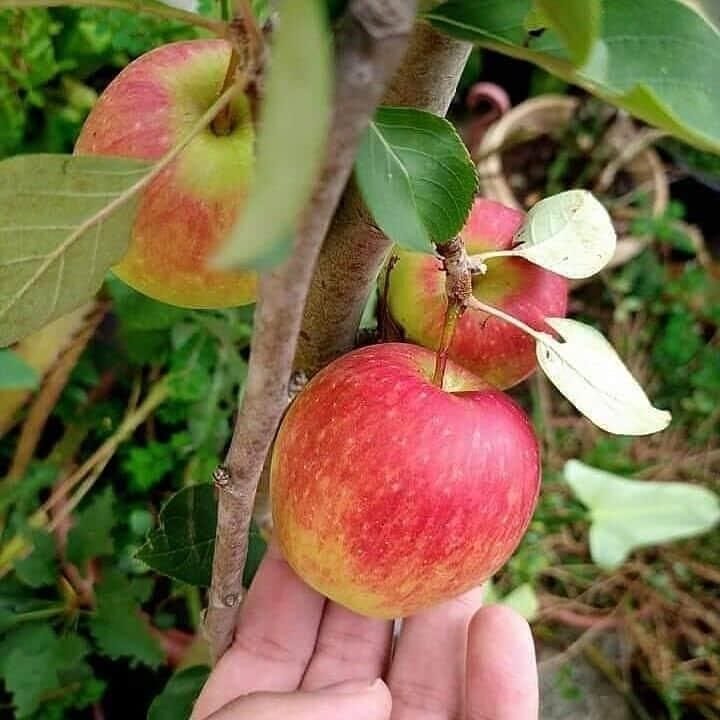 Anna Apple - Image 2