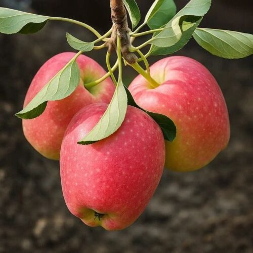 Anna Apple