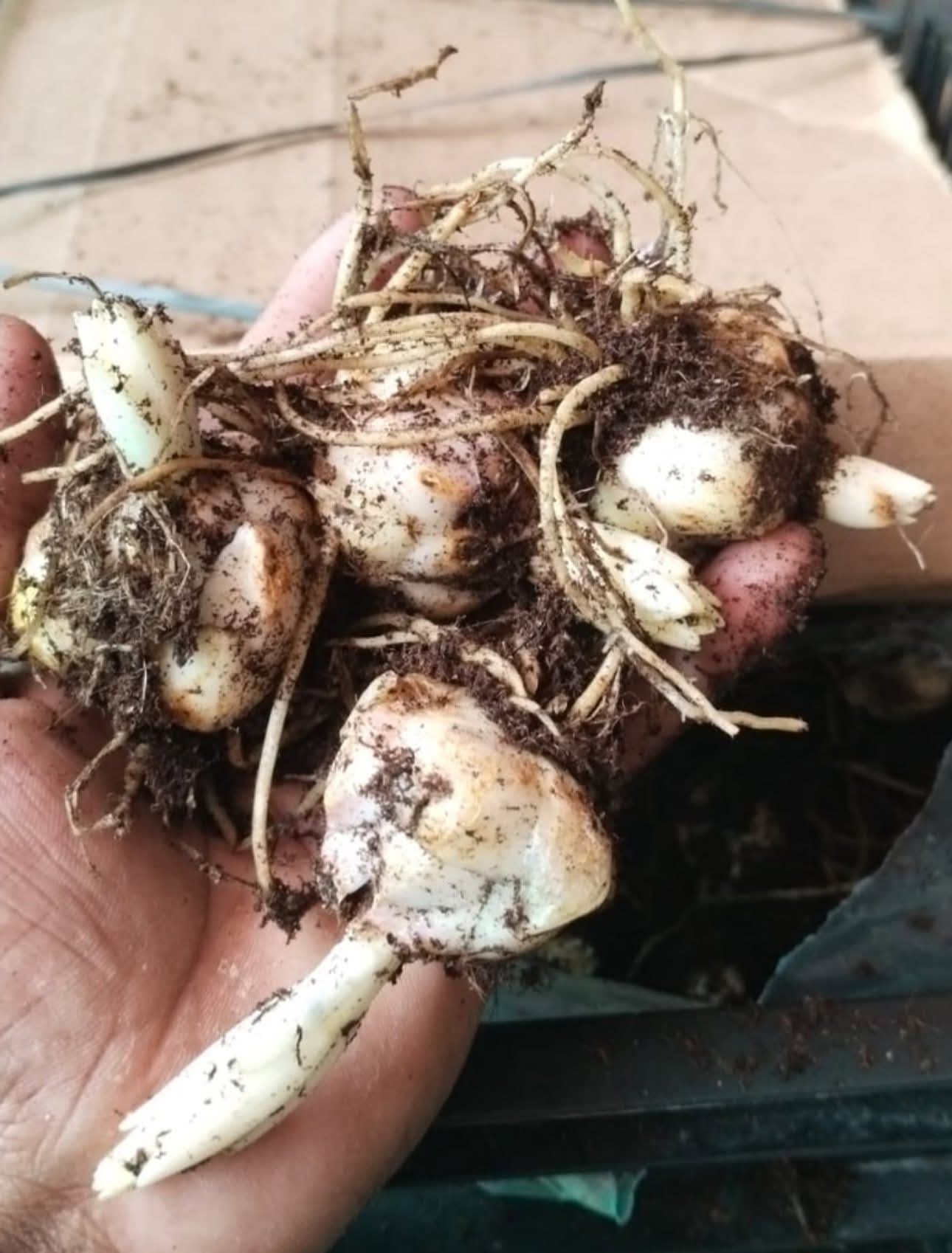 Asiatic Lily (Liliums) Bulbs (Pack of 10)