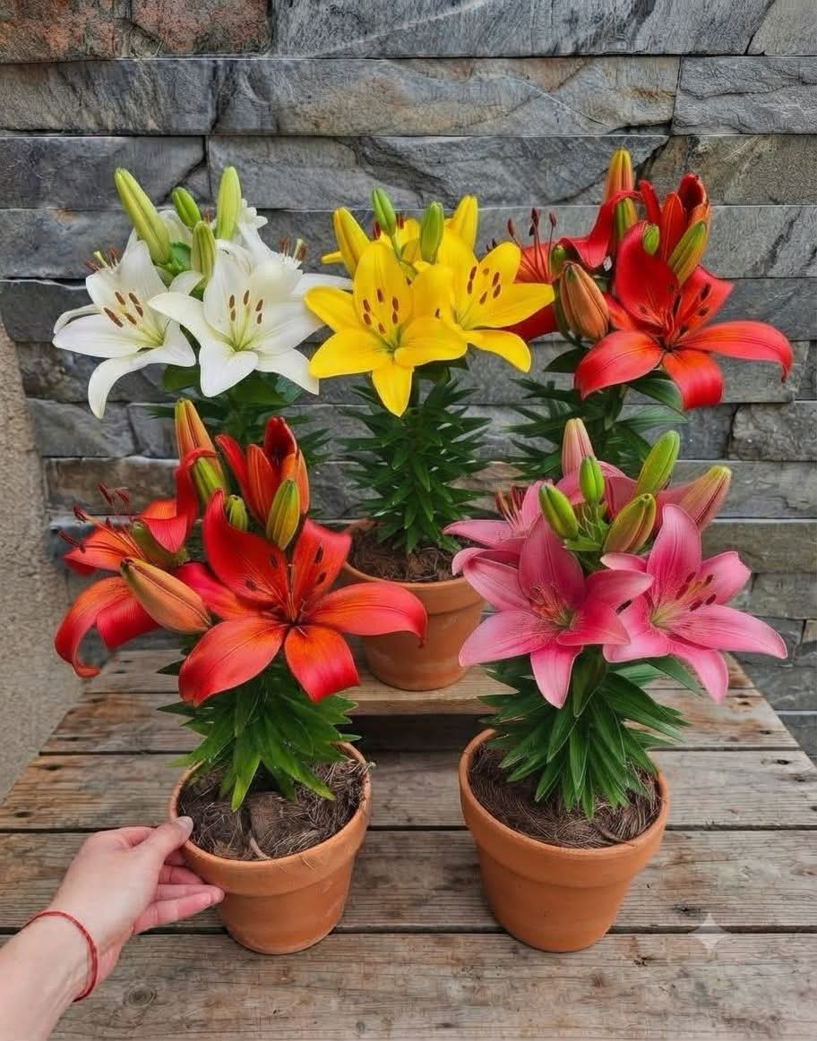 Asiatic Lily (Liliums) Bulbs (Pack of 10)