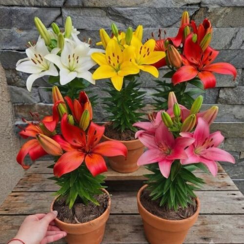 Asiatic Lily (Liliums) Bulbs (Pack of 5)