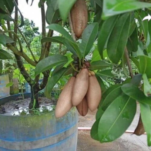 Banana Chiku
