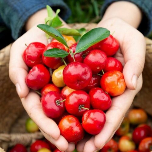 Barbados Cherry