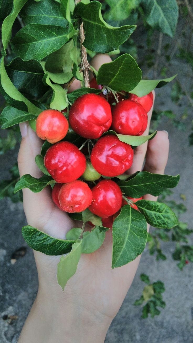 Barbados Cherry - Image 2
