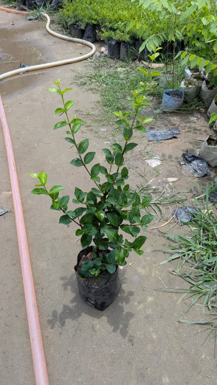 Barbados Cherry - Image 3