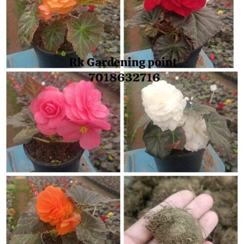 Begonia Bulbs