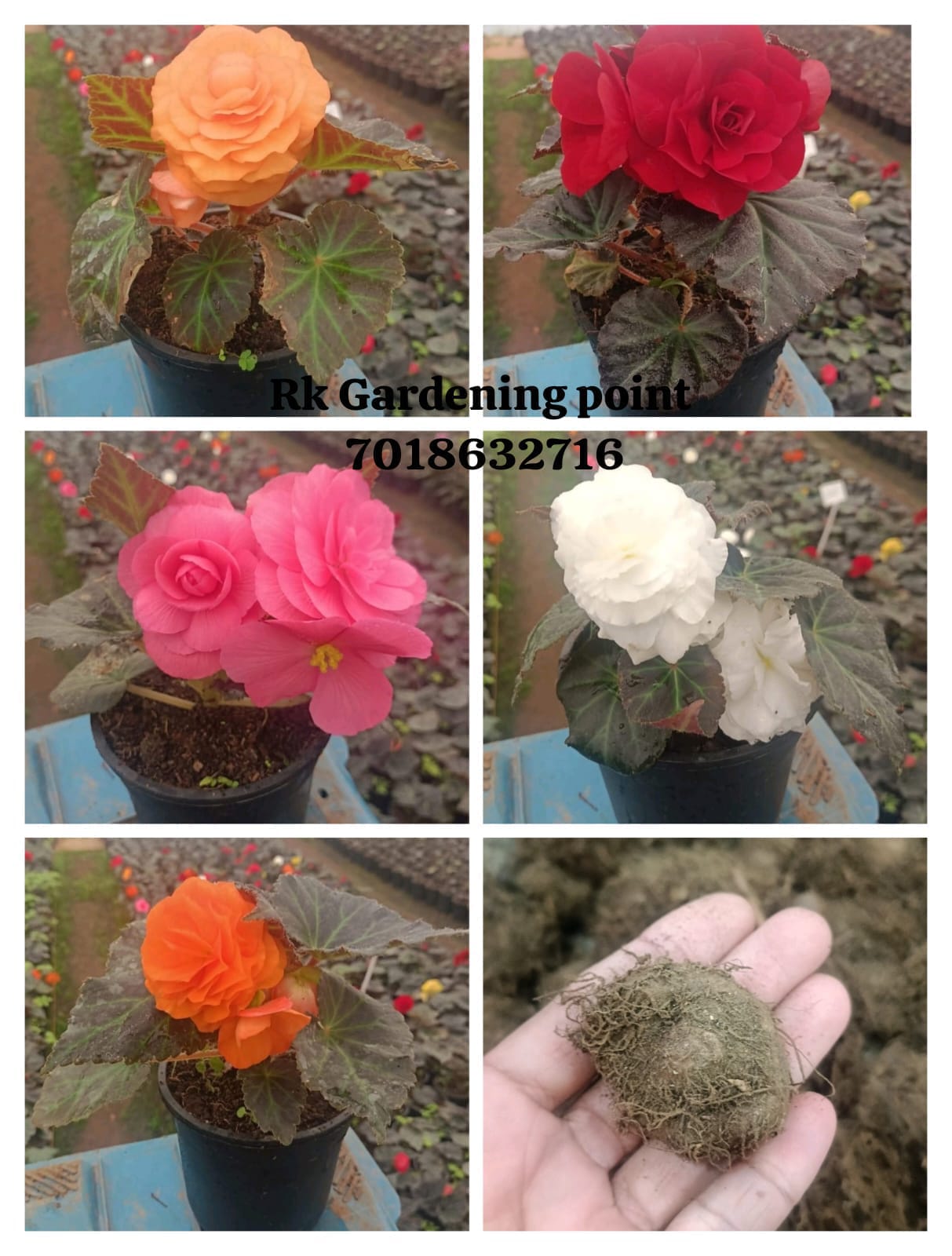 Begonia Bulbs