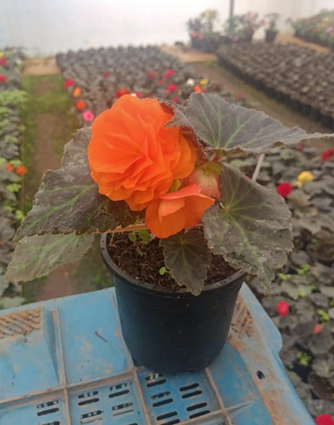 Begonia Bulbs Orange