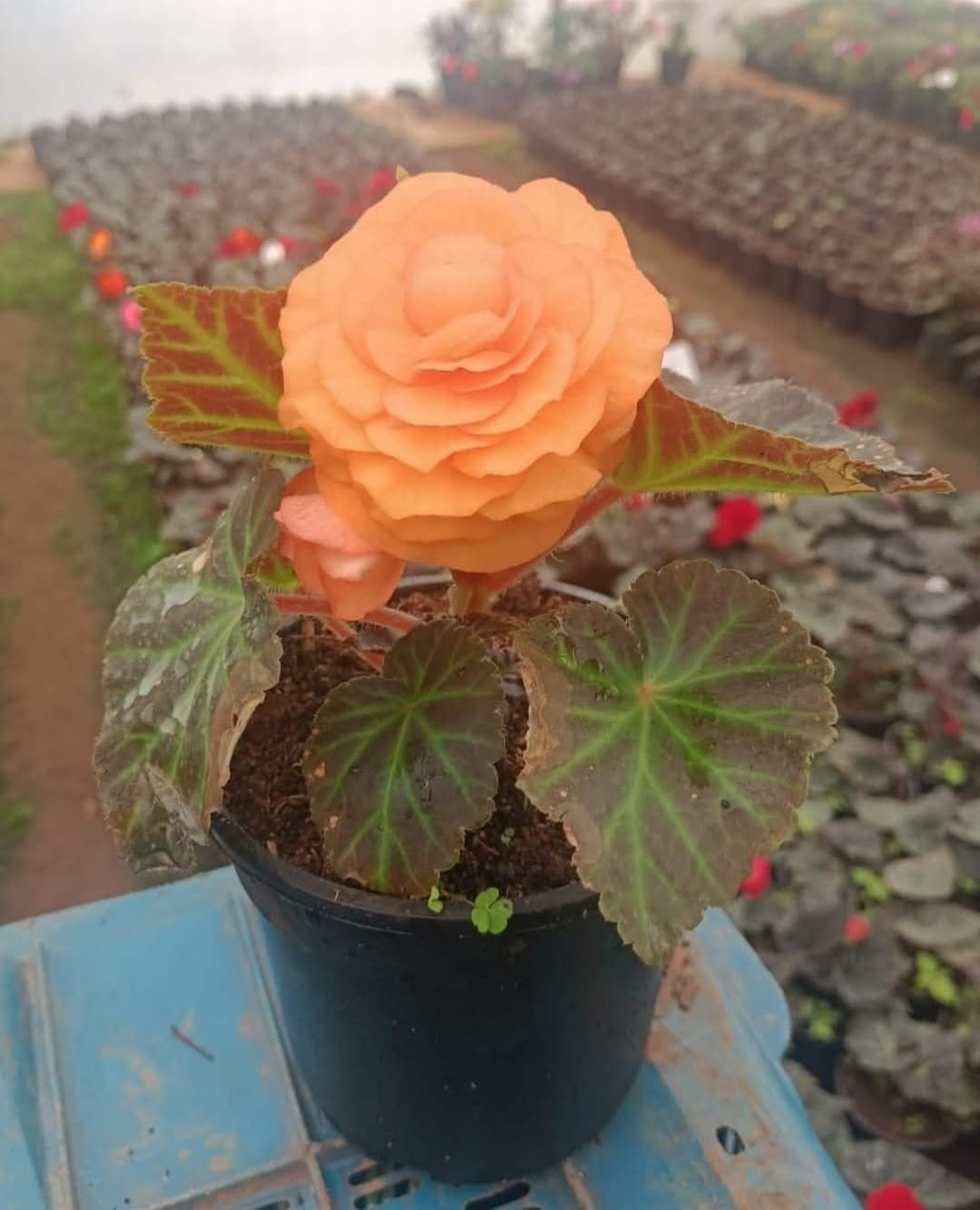 Begonia Bulbs Peach