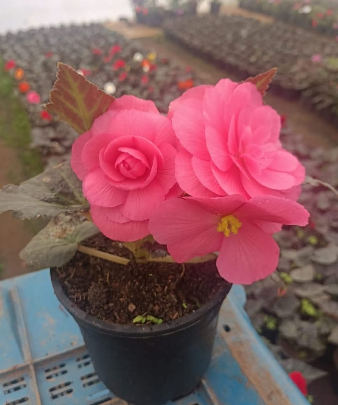Begonia Bulbs Pink