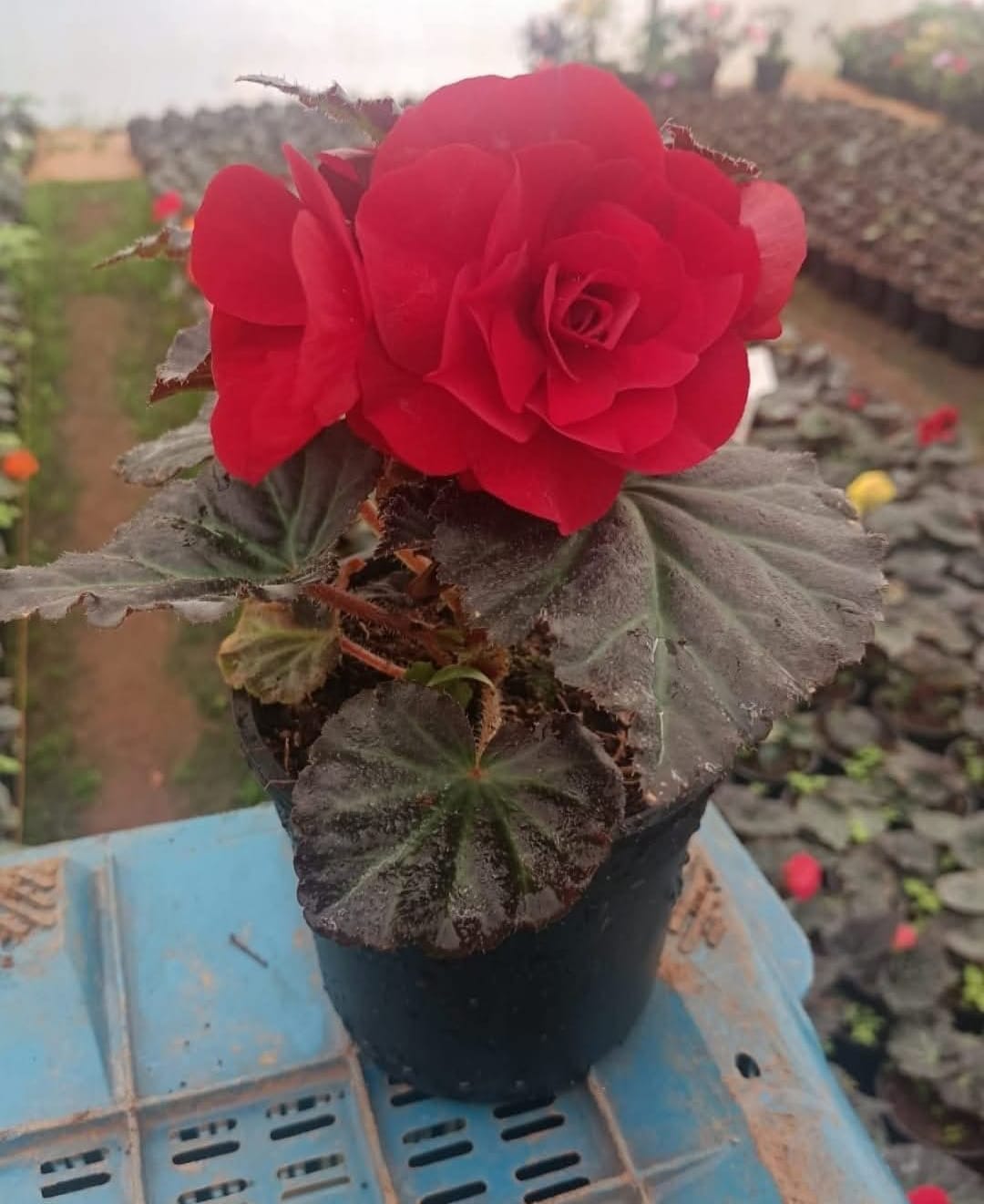 Begonia Bulbs Red