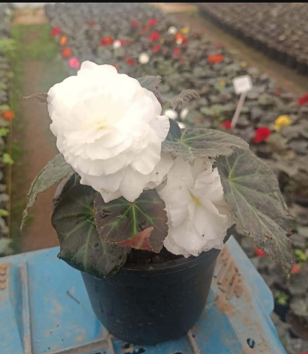 Begonia Bulbs White