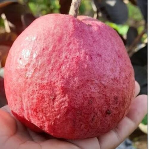 Diamond Guava - Black