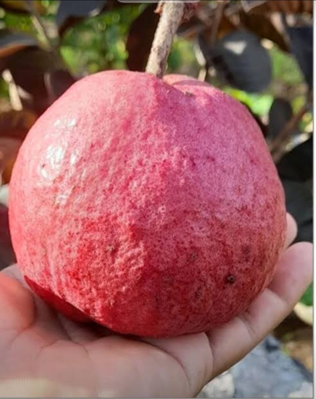 Diamond Guava - Black