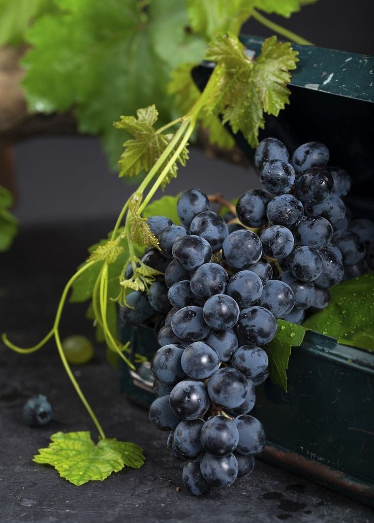 Grapes - Black - Image 2
