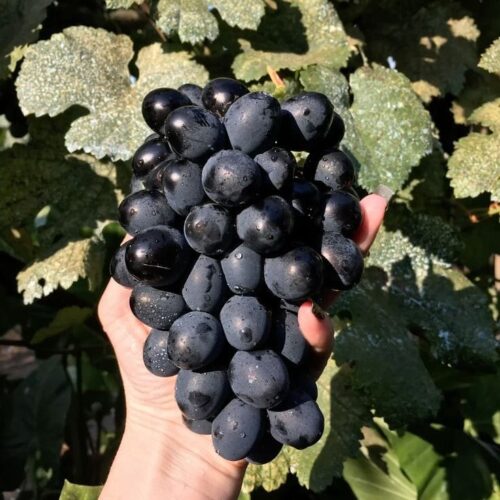Grapes - Black
