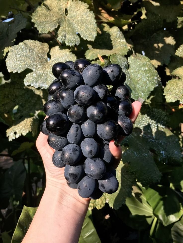 Grapes - Black