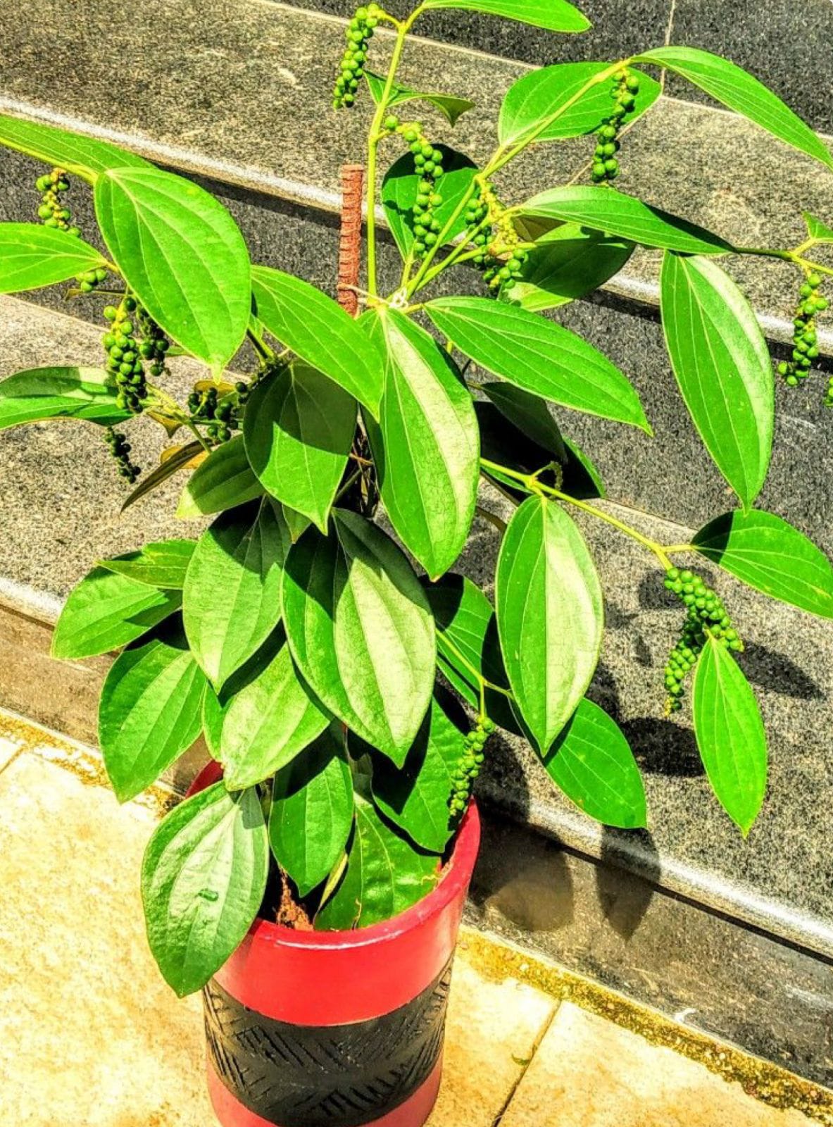 Black Pepper - Image 3
