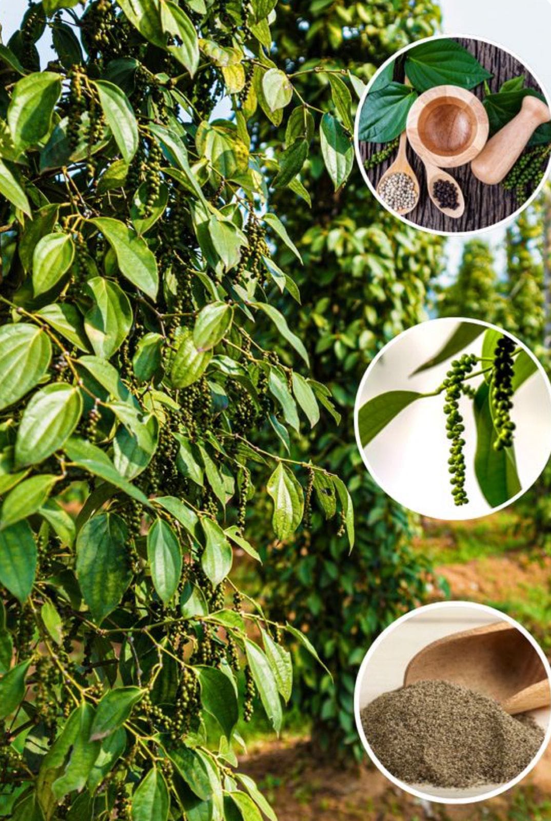 Black Pepper - Image 2