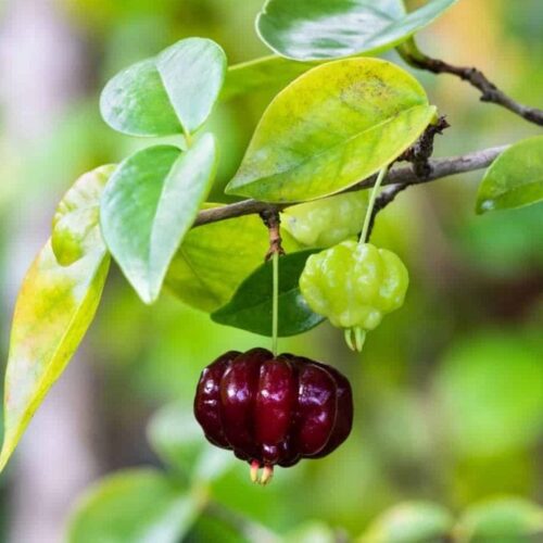 Surinam Cherry - Black