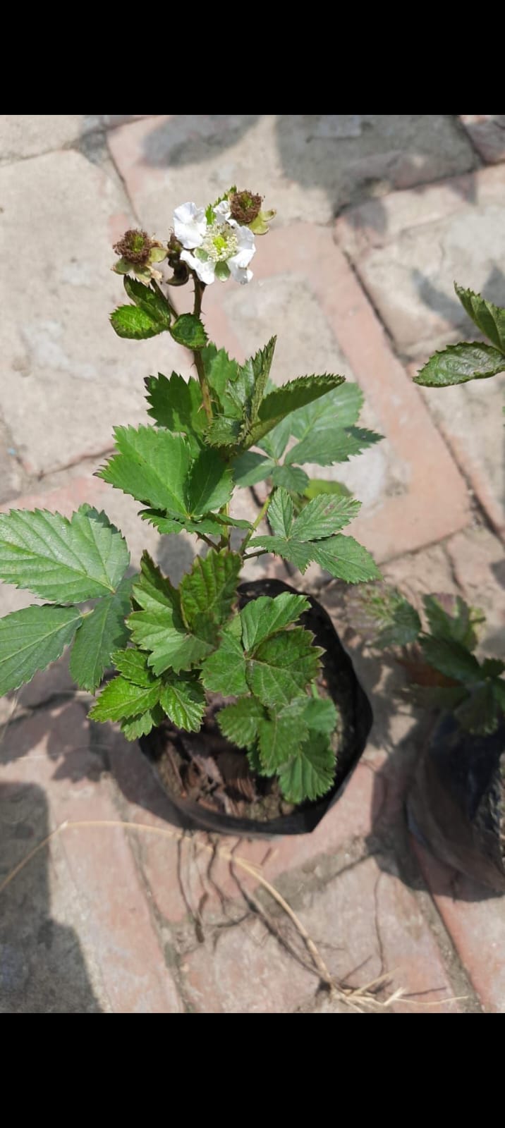 Blackberry - Image 2