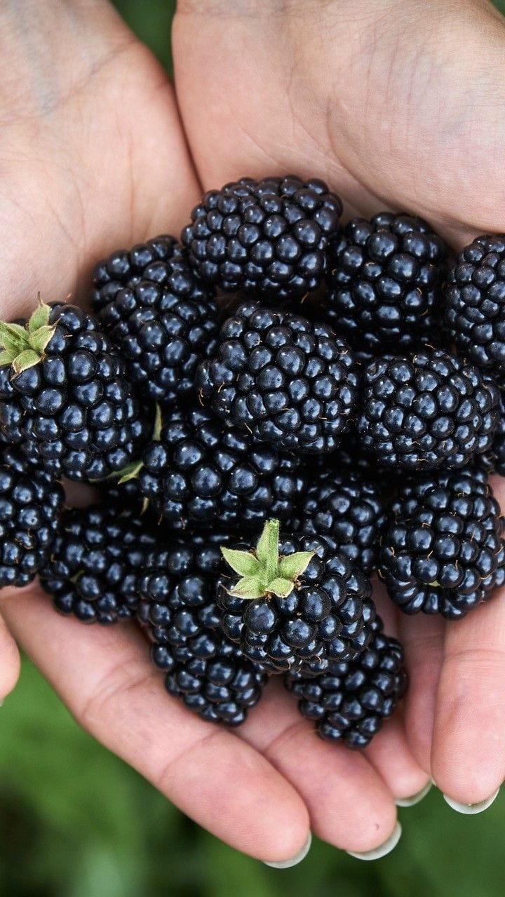 Blackberry - Image 3