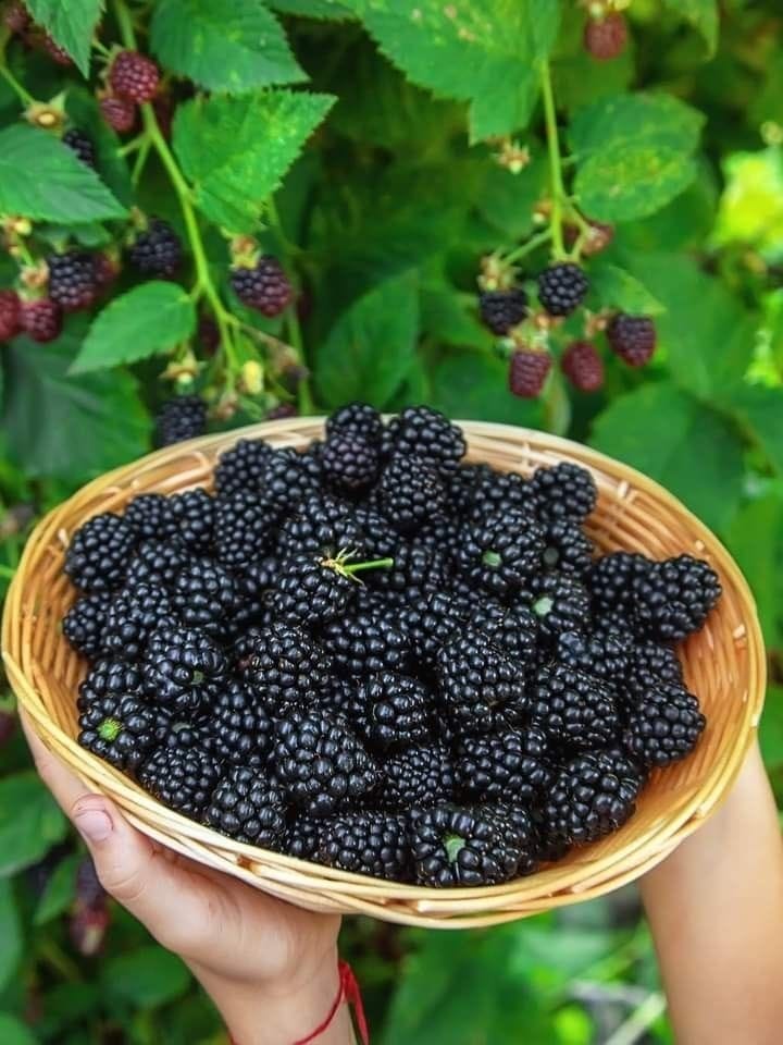 Blackberry - Image 4