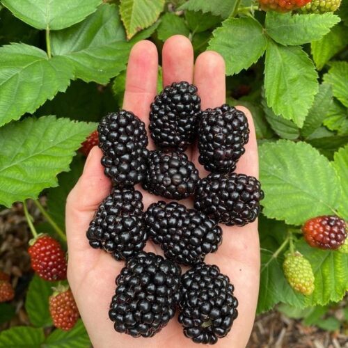Blackberry
