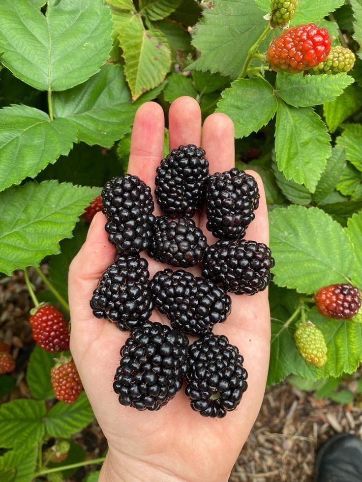 Blackberry