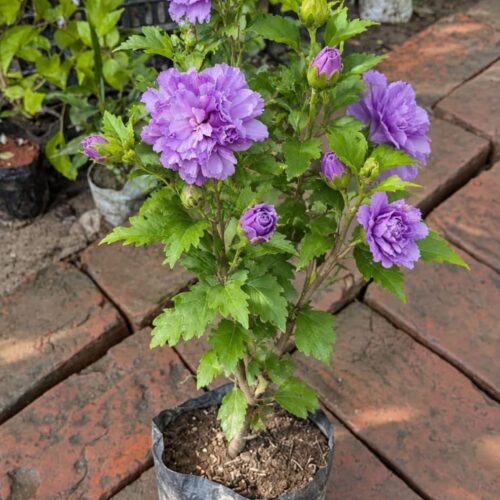 Blueberry Hibiscus Double Petal