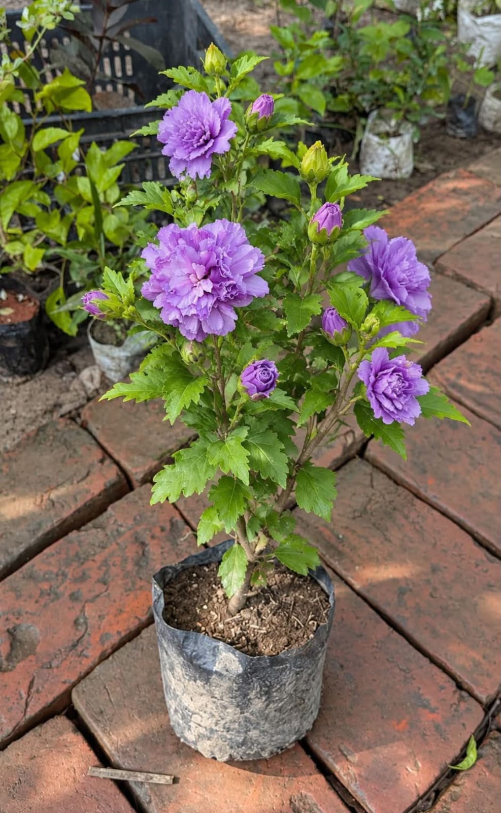 Blueberry Hibiscus Double Petal