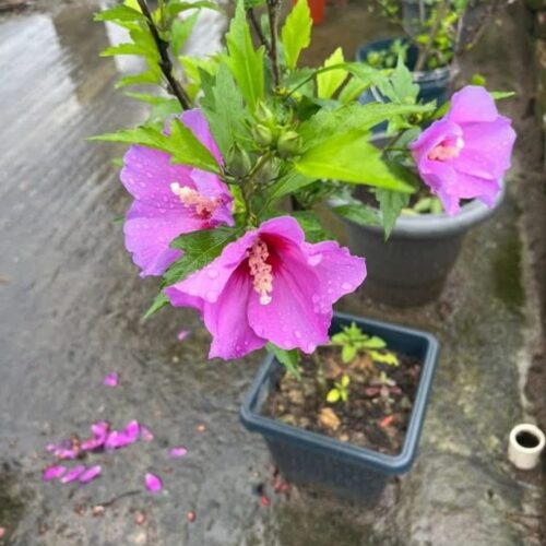 Blueberry Hibiscus Single Petal