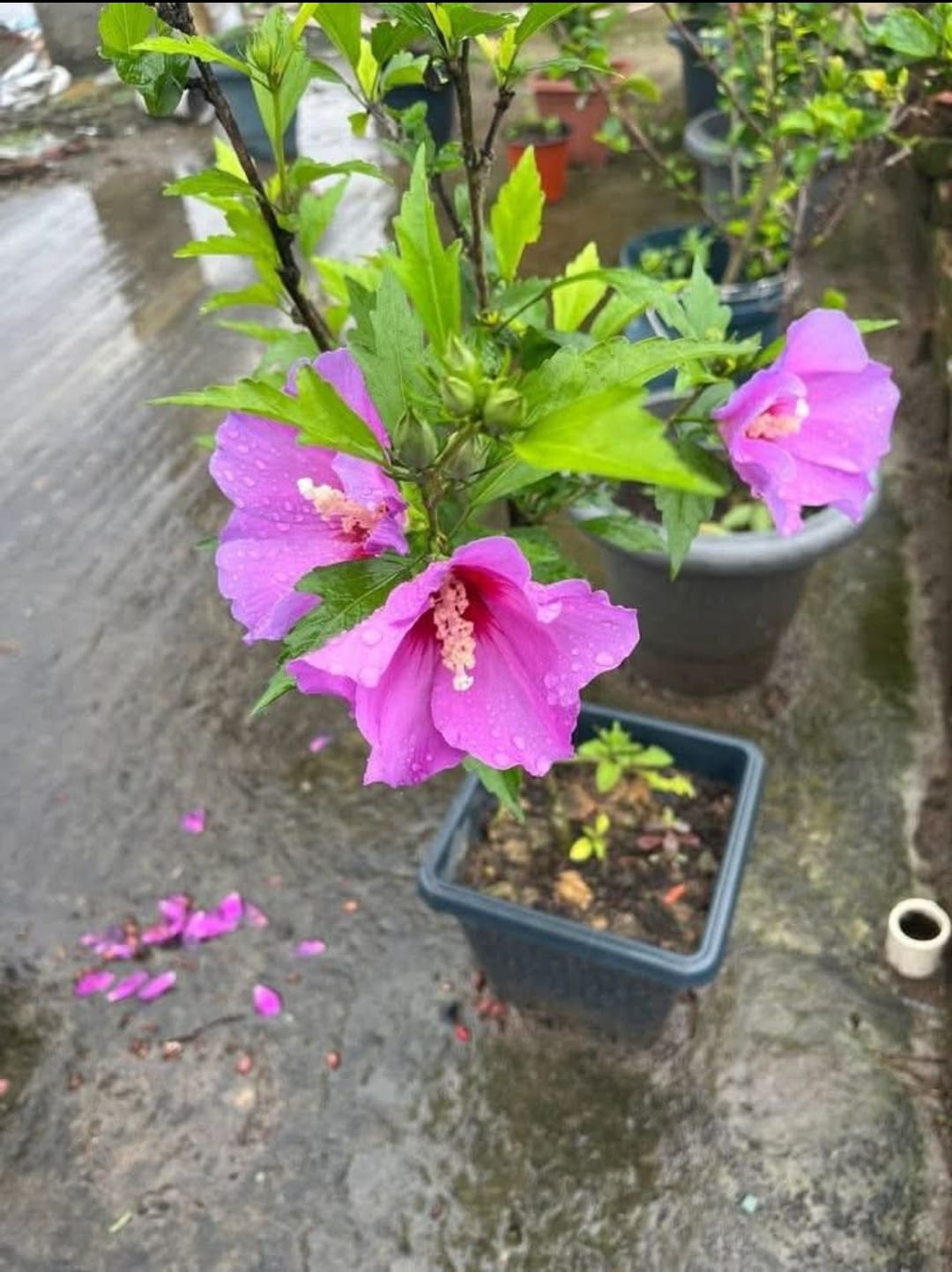Blueberry Hibiscus Single Petal