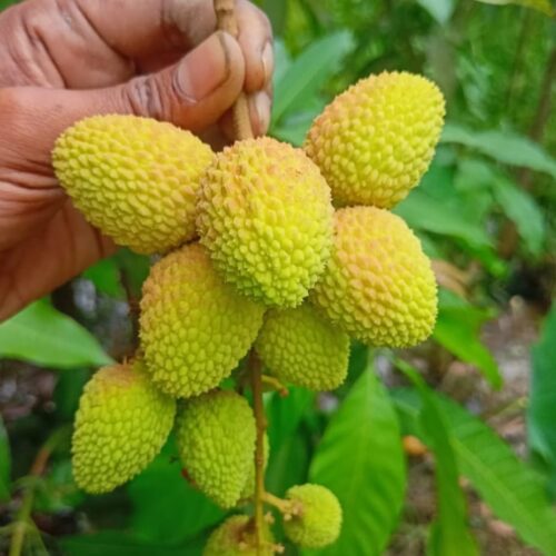Bombay Litchi