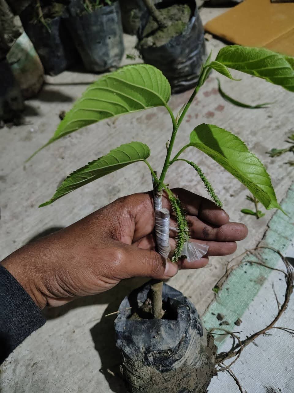 Brazilian Long Mulberry - Image 2
